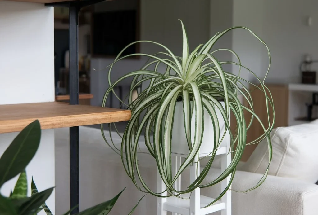 types of spider plants