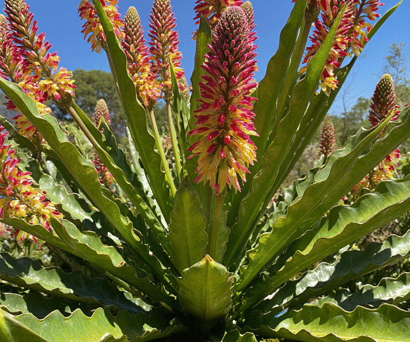 Healthy leucadendron plant with colorful cone-shaped flowers in a sunny garden.
